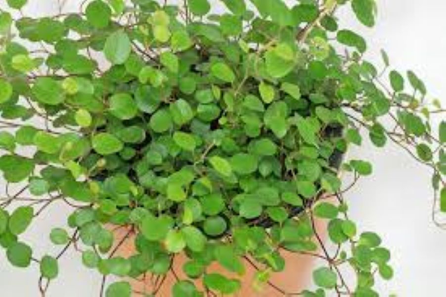 Muehlenbeckia - Wire Vine