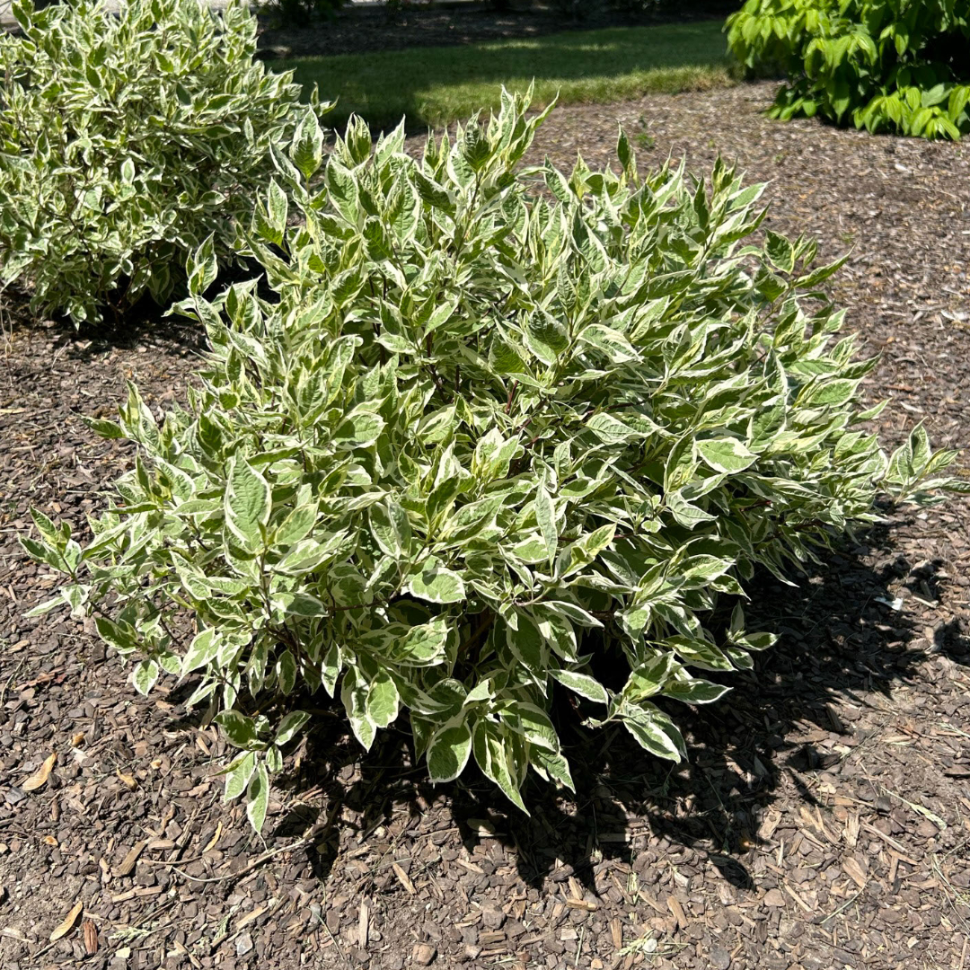 Cornus alba 'Bailhalo'