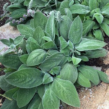 Stachys byzantina 'Big Ears'