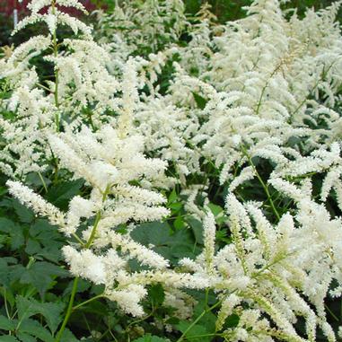 Astilbe japonica 'Deutschland'