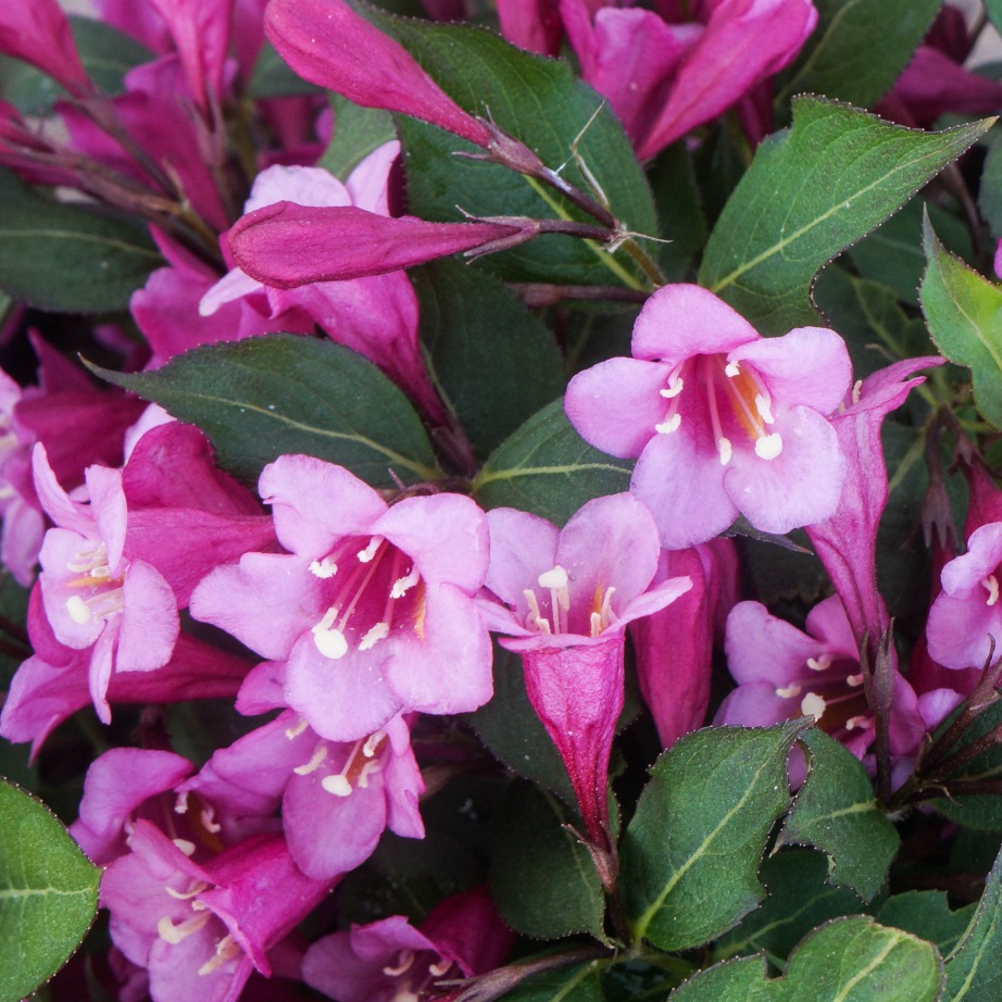 Weigela florida 'Minuet'