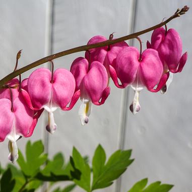 Dicentra (Lamprocapnos) spectabilis