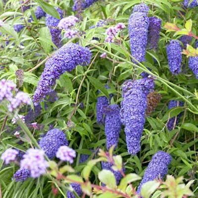 Buddleia davidii 'Nanho Blue'