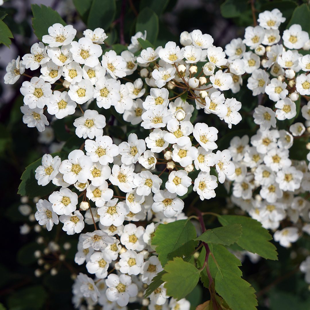 Spiraea x vanhouttei 'Renaissance'