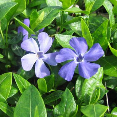 Vinca minor 'Dart's Blue'