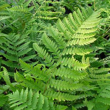 Dryopteris marginalis