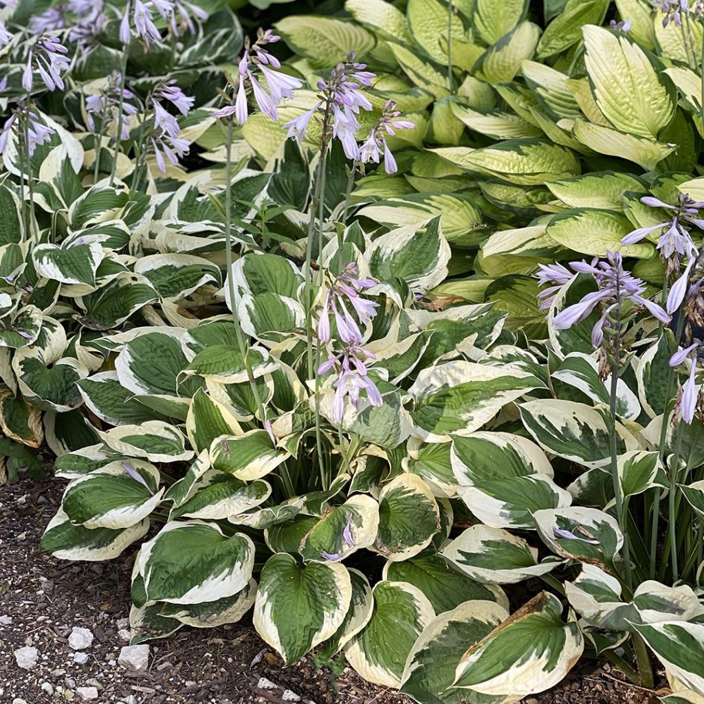 Hosta 'Patriot'