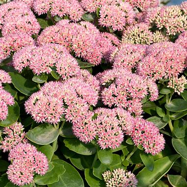 Sedum spectabile 'Autumn Joy'