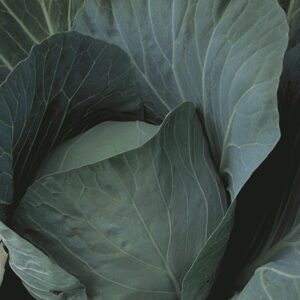 Ornamental Cabbage - Dynasty Blue