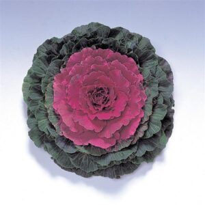 Ornamental Cabbage - Pigeon Red