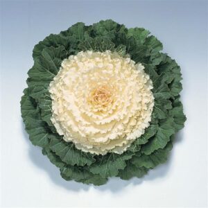 Ornamental Cabbage - Pigeon White