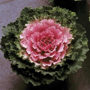 Ornamental Cabbage - Songbird Pink