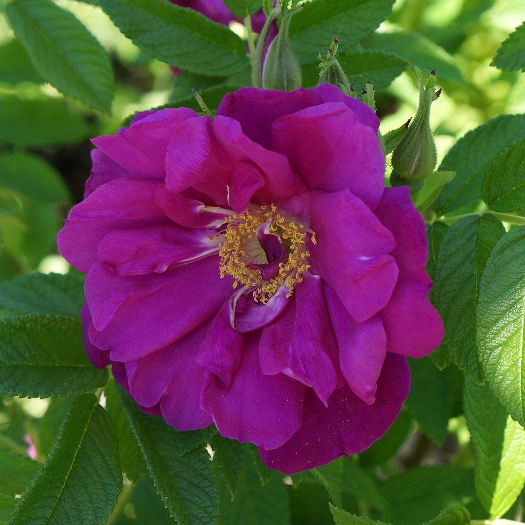 Rosa rugosa 'Purple Pavement'