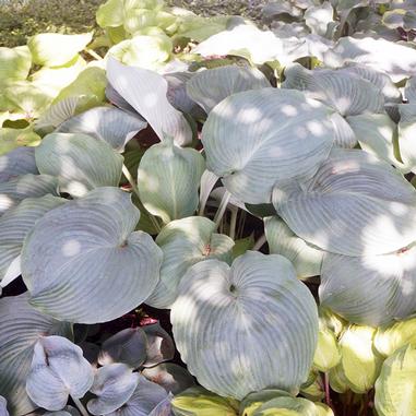Hosta 'Blue Angel'