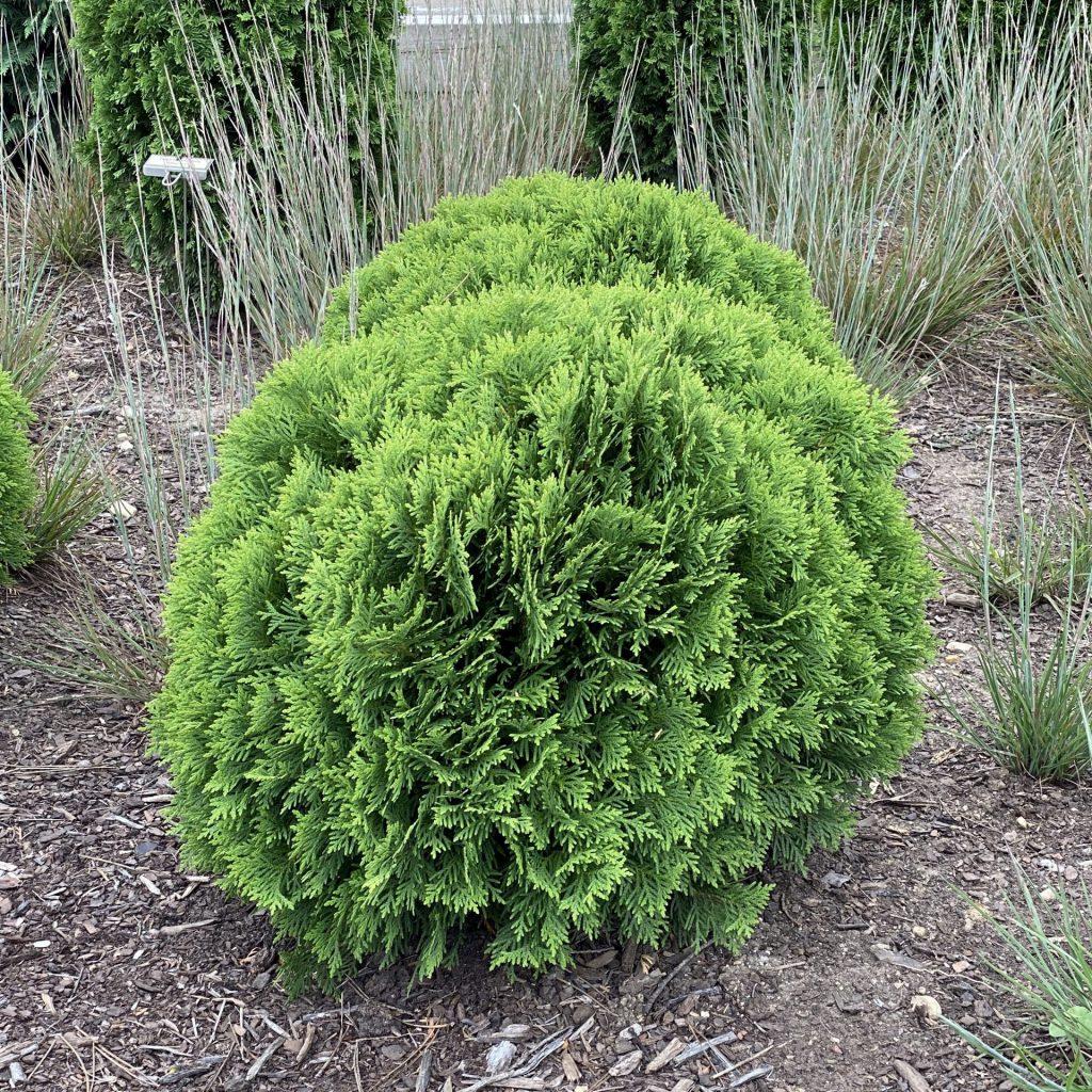 Thuja occidentalis 'Danica'