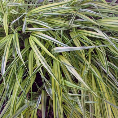 Hakonechloa macra 'Aureola'