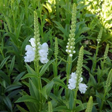 Physostegia virginiana 'Miss Manners'