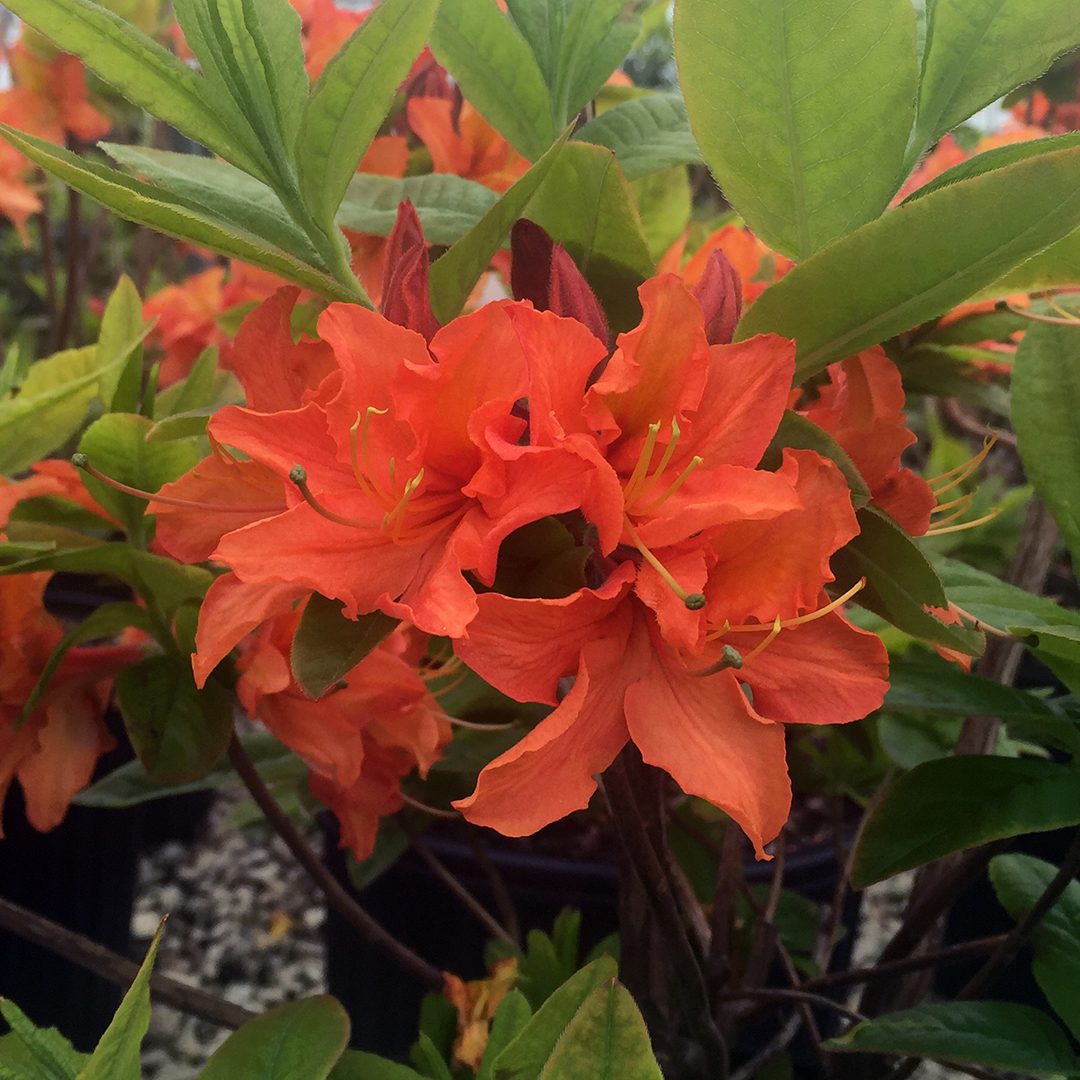 Rhododendron 'Mandarin Lights'