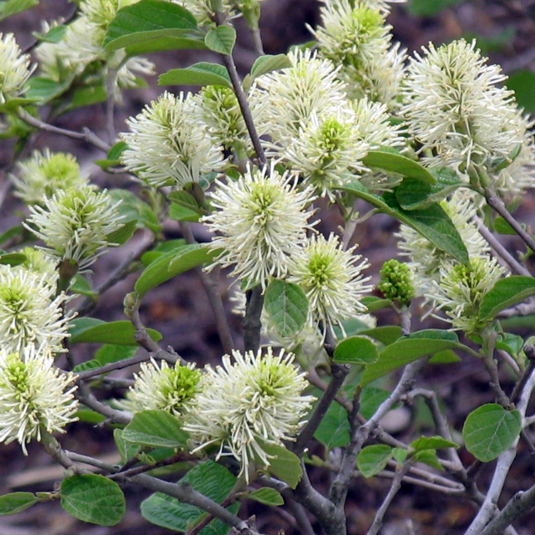 Fothergilla gardenii