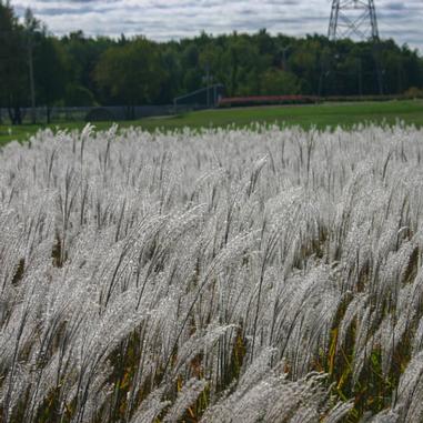 Miscanthus sinensis 'Purpurascens'
