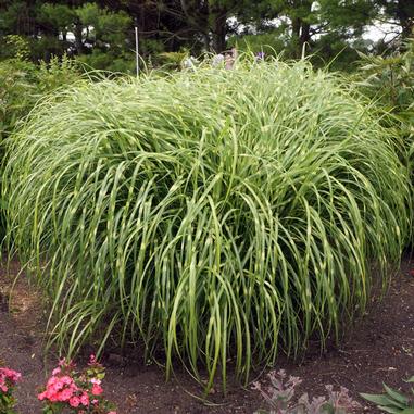 Miscanthus sinensis 'Strictus'