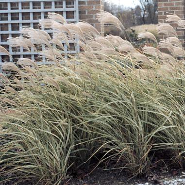 Miscanthus sinensis 'Variegatus'