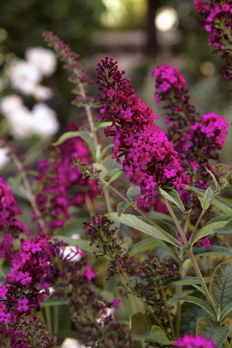 Buddleia davidii 'Royal Red'