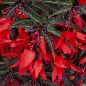 Begonia - Bossa Nova Night Fever Rosso