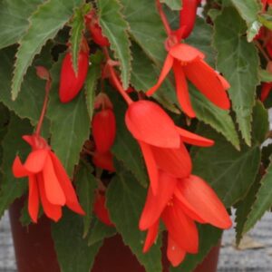 Begonia - Bossa Nova Orange