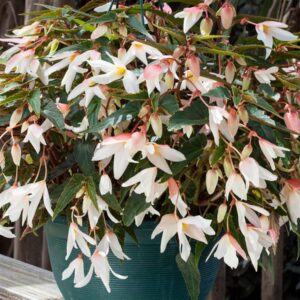 Begonia - Bossa Nova White