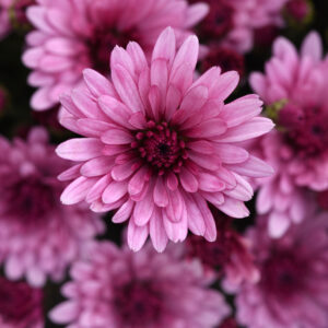 Chrysanthemum (Garden Mum) - Cosmic Pink
