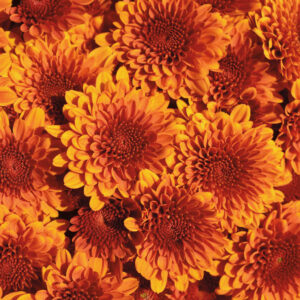 Chrysanthemum (Garden Mum) - Copper Coin