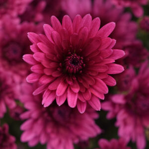 Chrysanthemum (Garden Mum) - Cosmic Purple