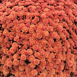 Chrysanthemum (Garden Mum) - Jasoda Orange