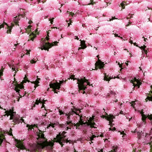 Chrysanthemum (Garden Mum) - Jasoda Pink