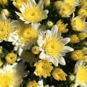 Chrysanthemum (Garden Mum) - Morgana White