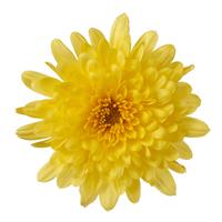 Chrysanthemum (Garden Mum) - Morgana Yellow