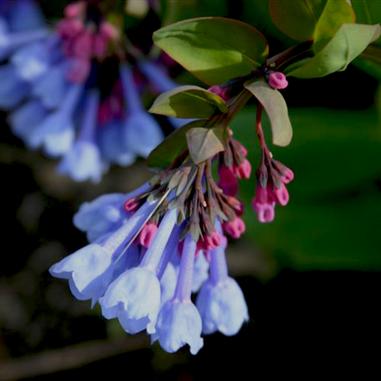 Mertensia virginica