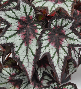 Begonia - Rex Lavender