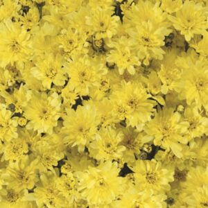 Chrysanthemum (Garden Mum) Arluno Yellow 2 Pack