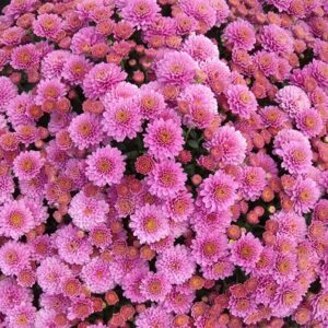 Chrysanthemum (Garden Mum) Jasoda Purple 2 Pack