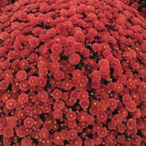 Chrysanthemum (Garden Mum) Jasoda Red 2 Pack