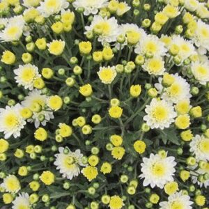 Chrysanthemum (Garden Mum) Jasoda White 2 Pack