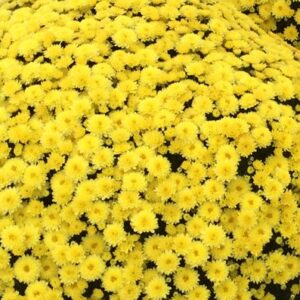 Chrysanthemum (Garden Mum) Jasoda Yellow 2 Pack