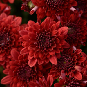 Chrysanthemum (Garden Mum) Majesty Red 2 Pack
