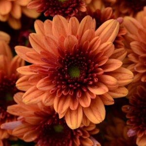 Chrysanthemum (Garden Mum) Pop Eye Orange 2 Pack
