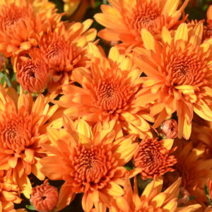 Chrysanthemum (Garden Mum) Perfectly Orange 2 Pack