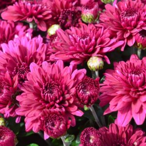 Chrysanthemum (Garden Mum) Plumberry Purple 2 Pack