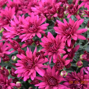 Chrysanthemum (Garden Mum) Poppin' Purple 2 Pack