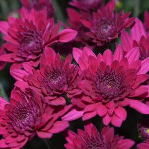 Chrysanthemum (Garden Mum) Majesty Purple 2 Pack